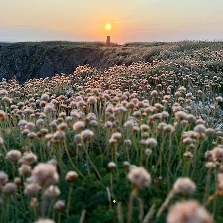 Thistledown