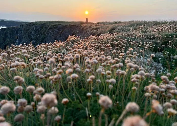 Thistledown